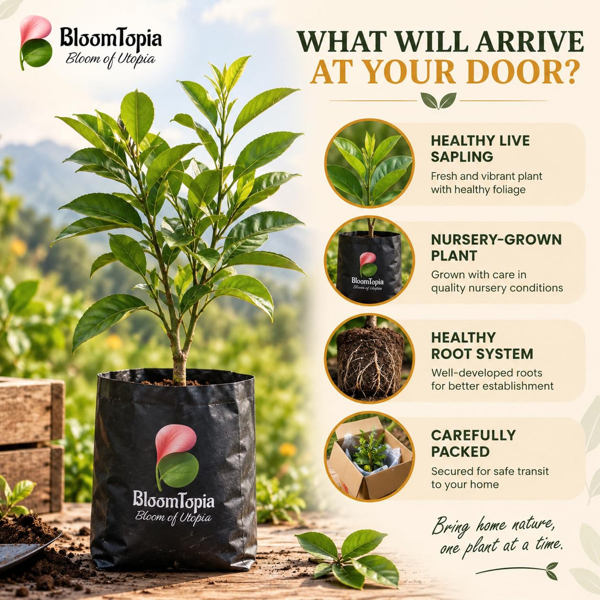 Illustrated plant, root close-ups and pack-presentation panel for Darjeeling Orange.