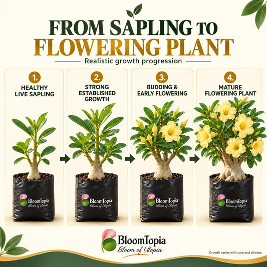 Illustrated growth stages for Yellow Adenium Desert Rose Bonsai, from young plant to mature growth.