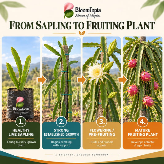 Illustrated growth stages for Dragon Fruit, from young plant to mature growth.