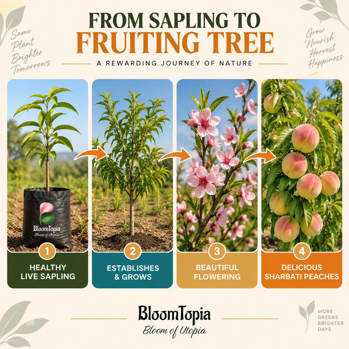 Illustrated growth stages for Sharbati Peach Grafted, from young plant to mature growth.