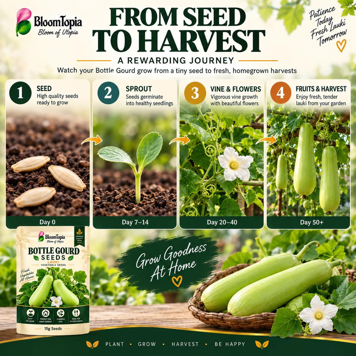 Illustrated progression from bottle gourd seed to fruiting vine.