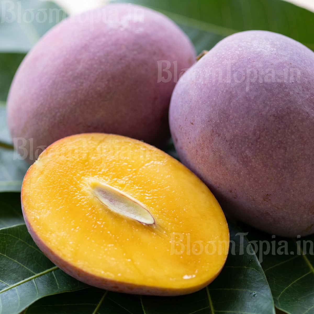 Mango fruits with one fruit cut open.