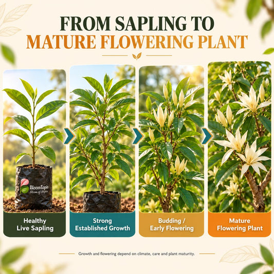 Illustrated growth stages for White Swarnachampa, from young plant to mature growth.