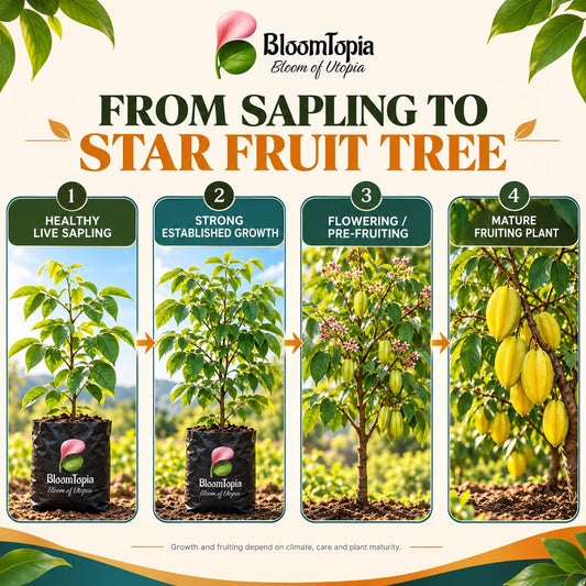 Illustrated growth stages for Star Fruit (Kamranga), from young plant to mature growth.