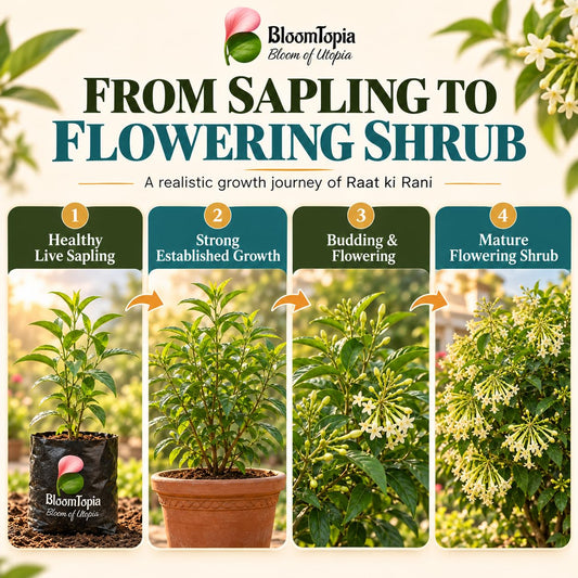 Illustrated growth stages for Raat Ki Rani Night Blooming Jasmine, from young plant to mature growth.
