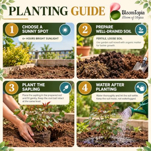 Step-by-step planting illustration for Dark Burgundy Rose.