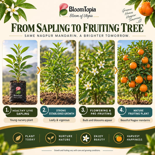 Illustrated growth stages for Nagpur Mandarin Orange, from young plant to mature growth.