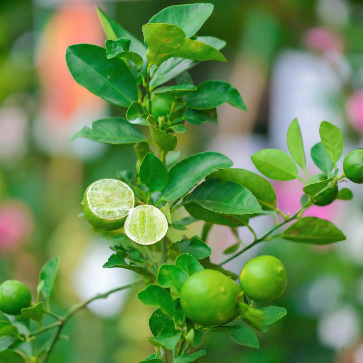 Citrus fruit on a branch with a sliced fruit.
