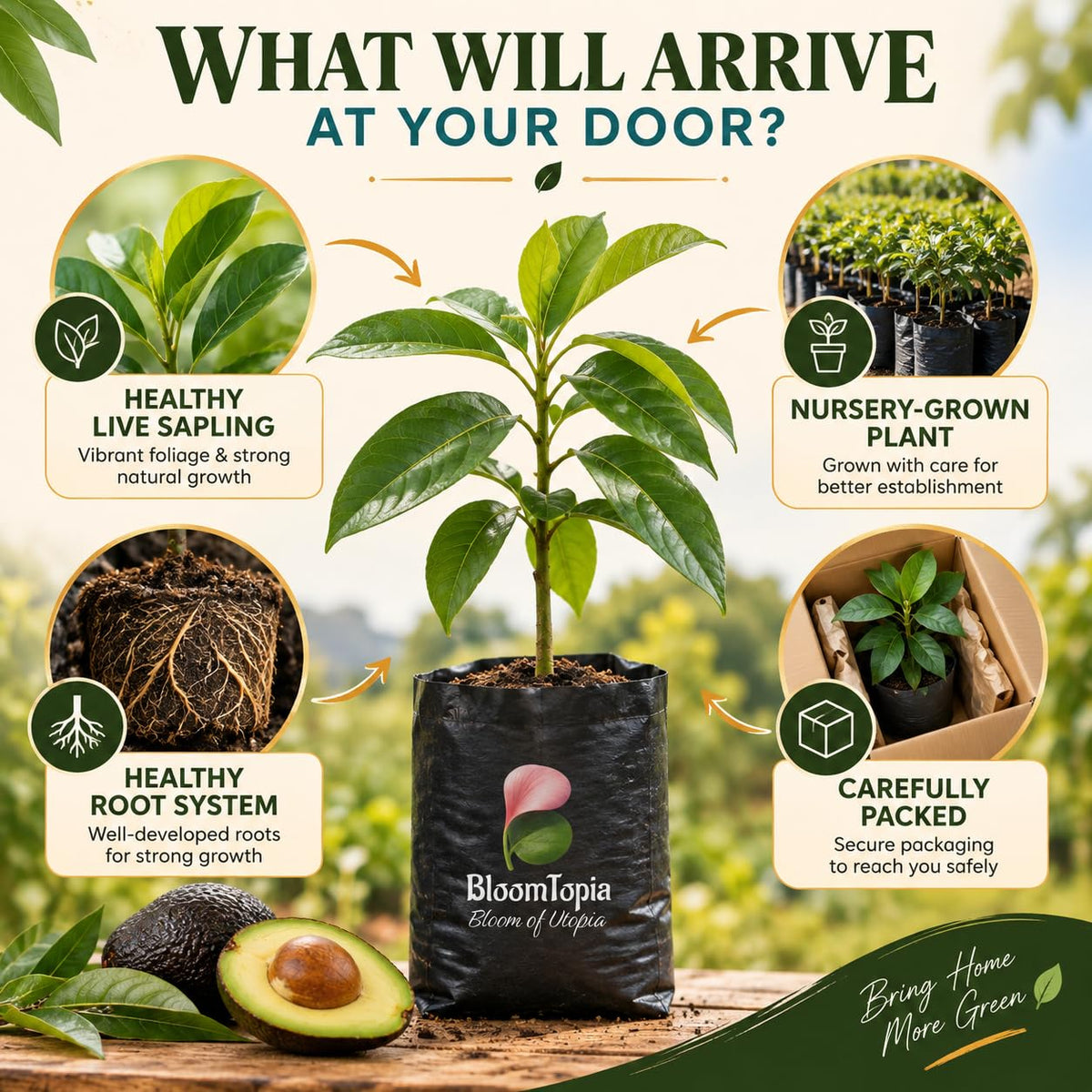 Illustrated plant, root close-ups and pack-presentation panel for Hass Avocado.