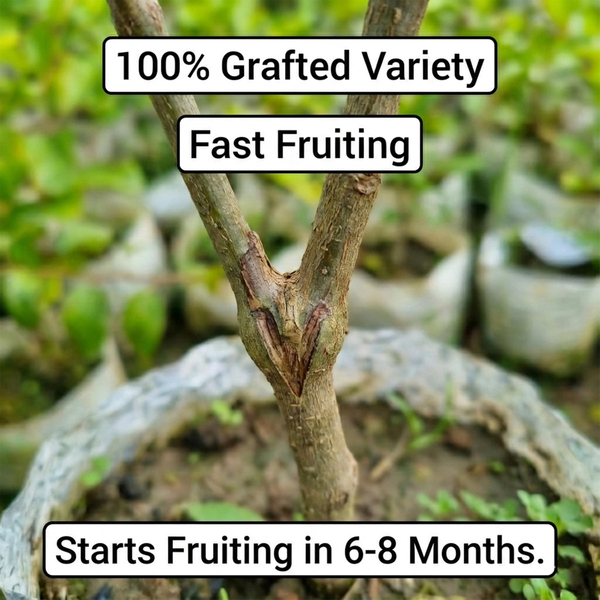 Close-up of a plant graft with fruiting information.