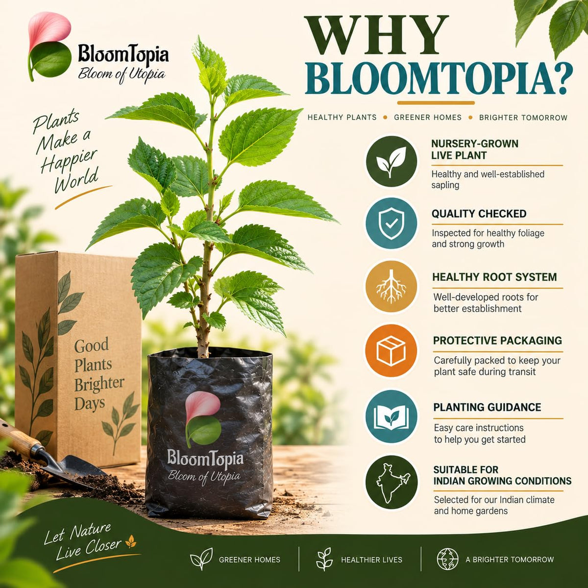 BloomTopia plant-handling and brand-information panel featuring Chiang Mai 60 Mulberry.