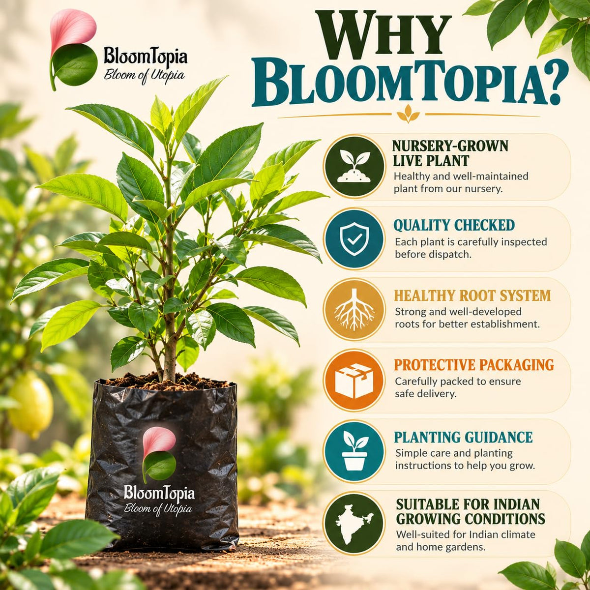BloomTopia plant-handling and brand-information panel featuring Gondhoraj Lemon.