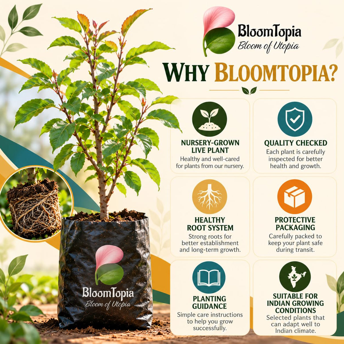 BloomTopia plant-handling and brand-information panel featuring Alubukhara Plum.