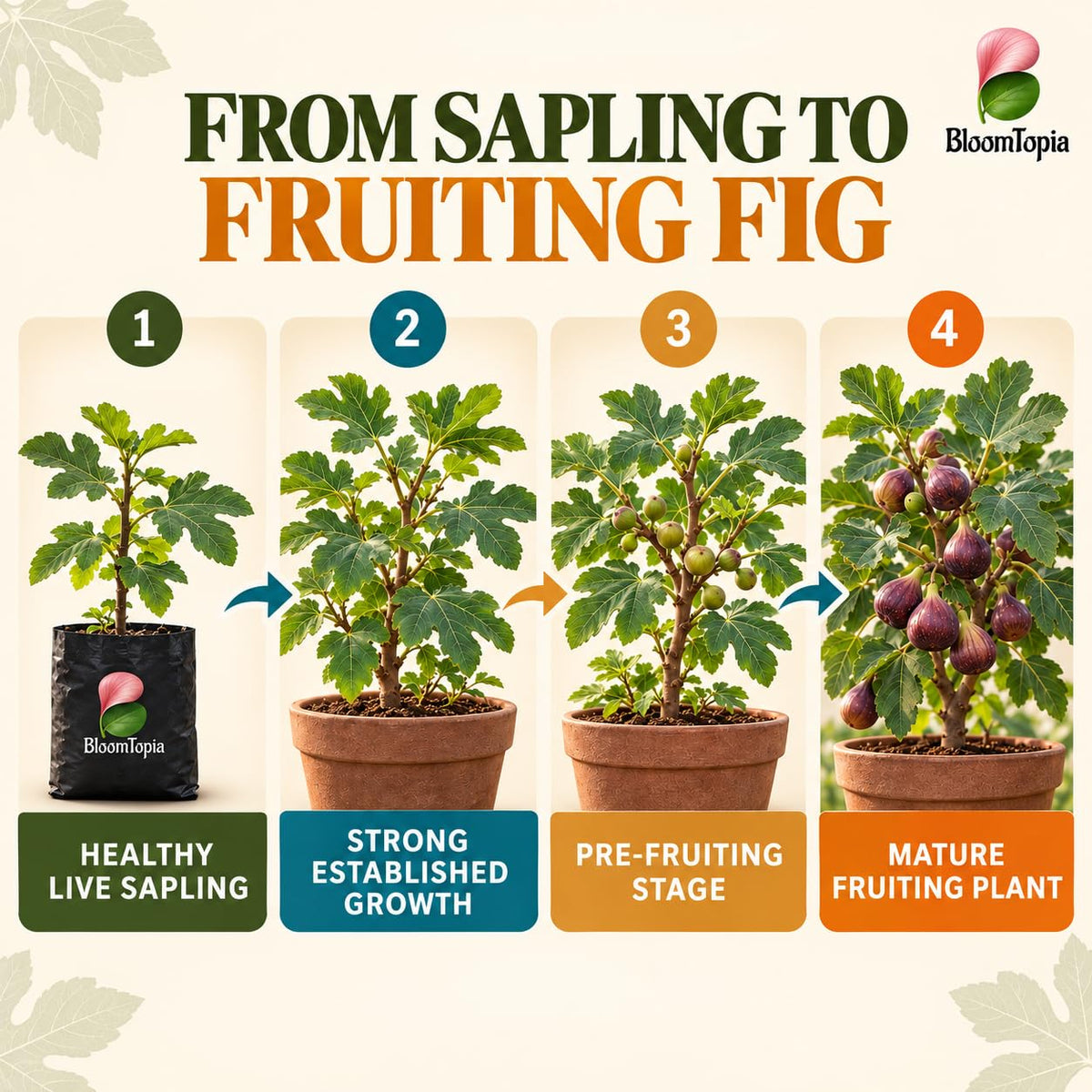 Illustrated growth stages for Poona Anjeer Fig, from young plant to mature growth.