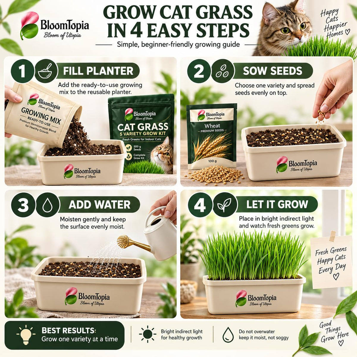 Four-step cat grass planting and growing guide.