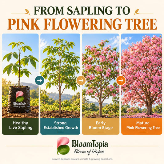 Illustrated growth stages for Tabebuia Rosea Pink Trumpet Tree, from young plant to mature growth.
