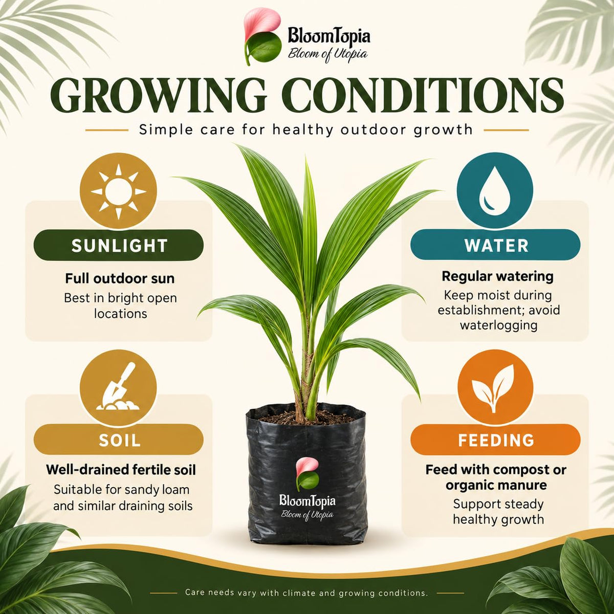 Vietnam dwarf coconut sunlight, water, soil and feeding guide.
