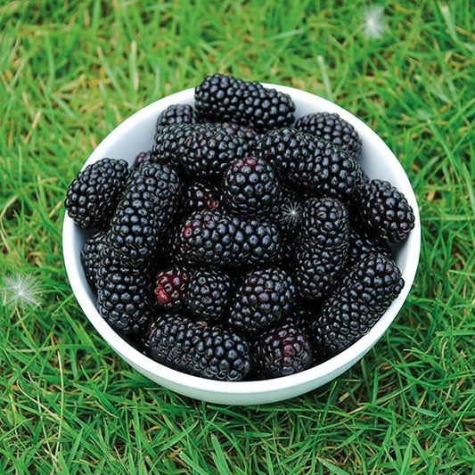 Bowl of dark harvested mulberries.