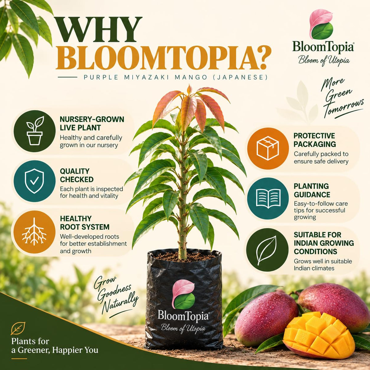 BloomTopia plant-handling and brand-information panel featuring Miyazaki Mango.