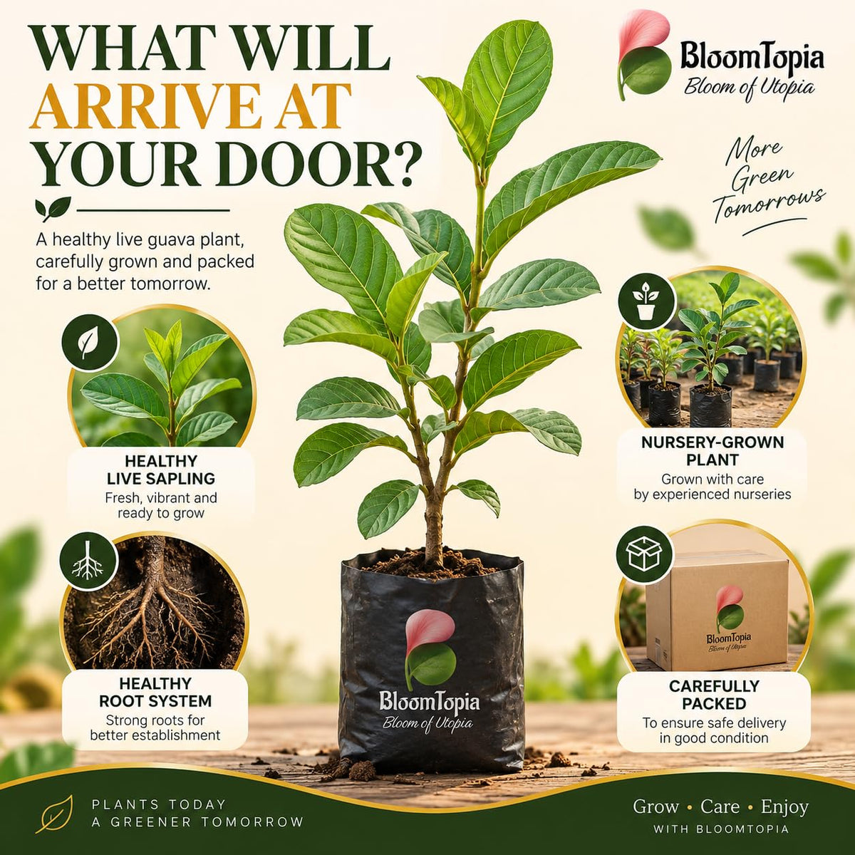 Illustration of a young All Seasons Guava plant, roots and protective packing.