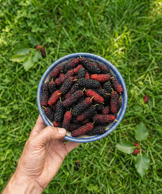 Hand holding a bowl of long mulberries.