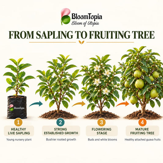 Illustrated growth stages for All Seasons Guava, from young plant to mature growth.