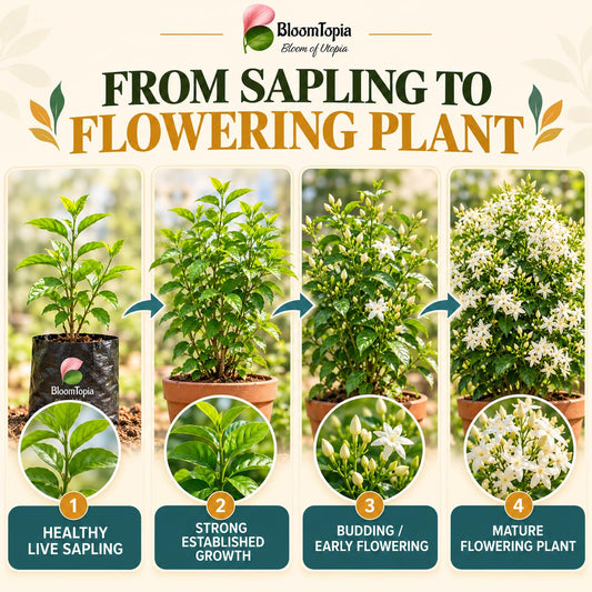 Illustrated growth stages for Jasmine, from young plant to mature growth.