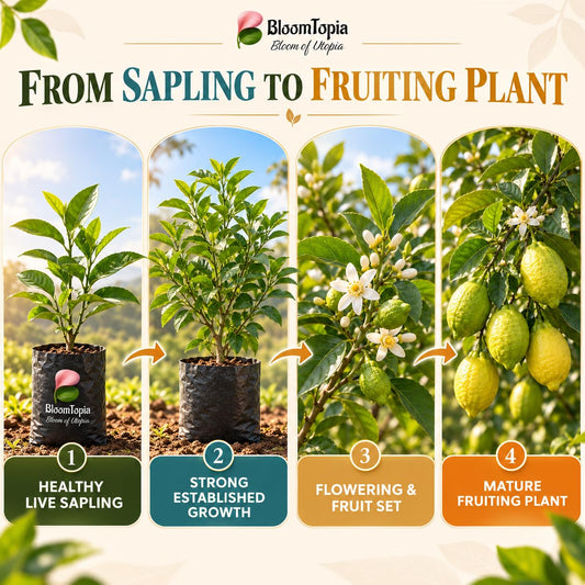 Illustrated growth stages for Gondhoraj Lemon, from young plant to mature growth.