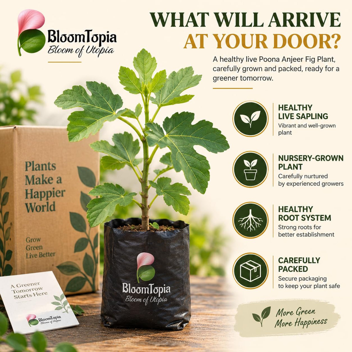 Illustrated plant, root close-ups and pack-presentation panel for Poona Anjeer Fig.