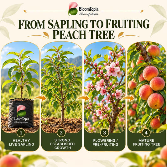 Illustrated growth stages for Peach, from young plant to mature growth.