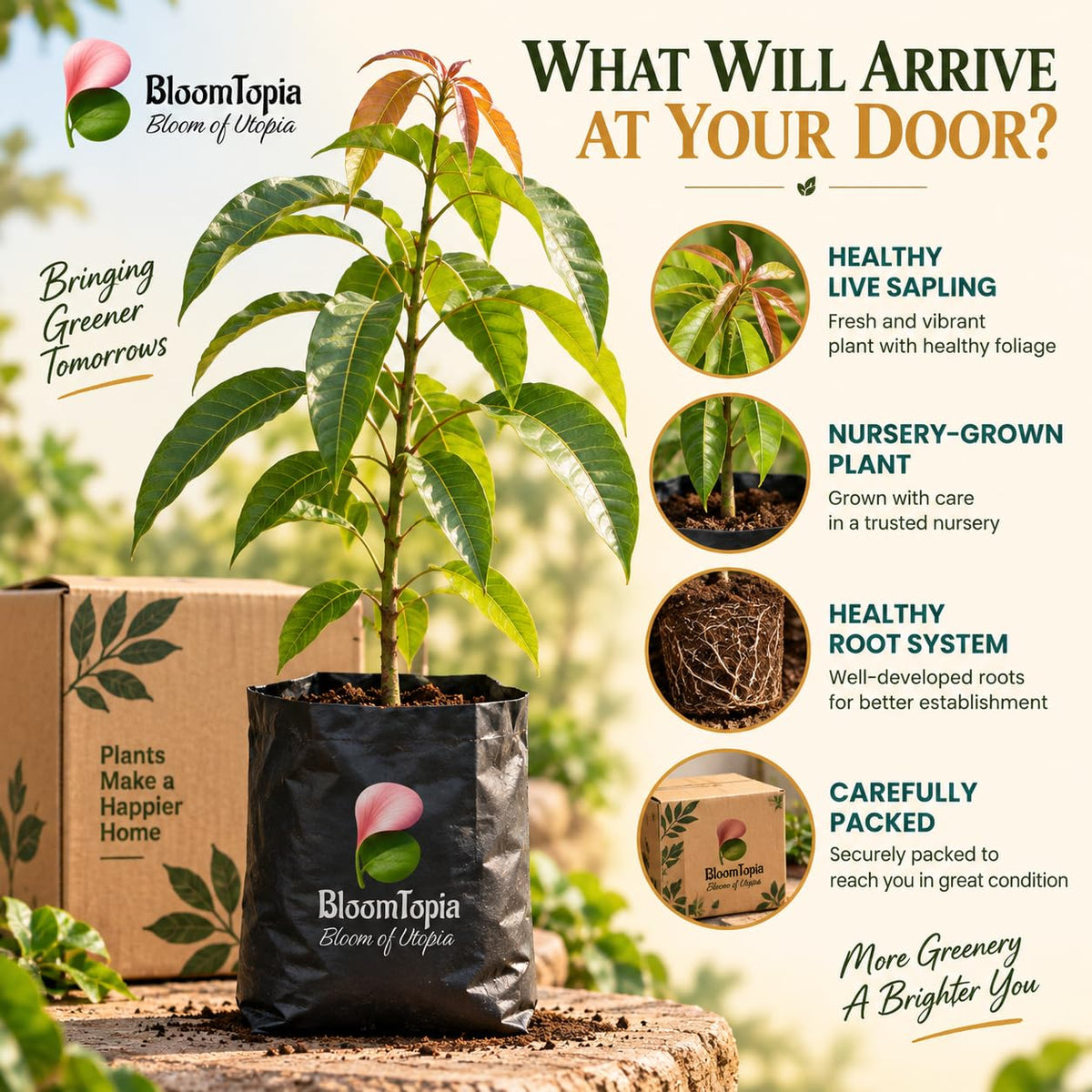 Illustrated plant, root close-ups and pack-presentation panel for Miyazaki Mango.