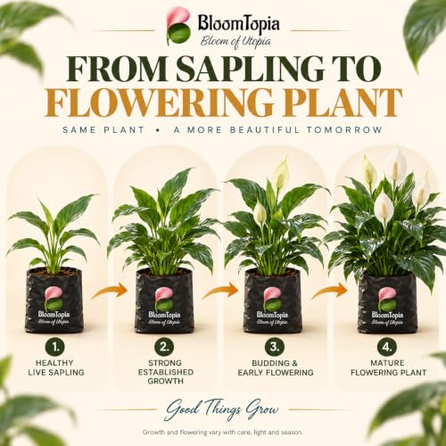 Illustrated growth stages for Peace Lily (Spathiphyllum), from young plant to mature growth.