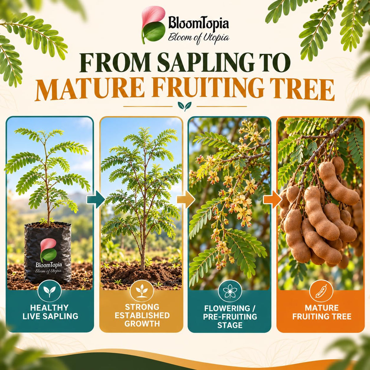 Illustrated growth stages for Tamarind (Imli/Tetul), from young plant to mature growth.