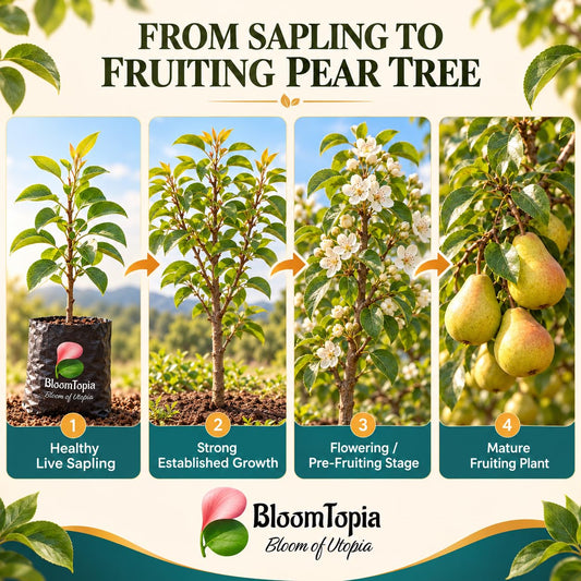Illustrated growth stages for Nashpati Pear, from young plant to mature growth.