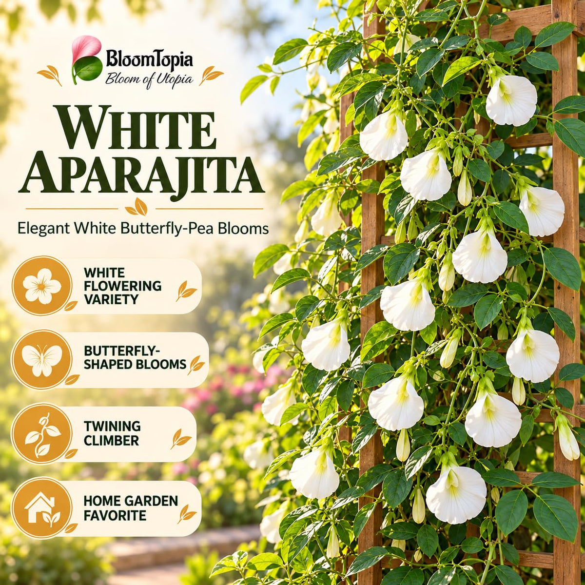 Illustration of mature White Aparajita features with variety callouts.