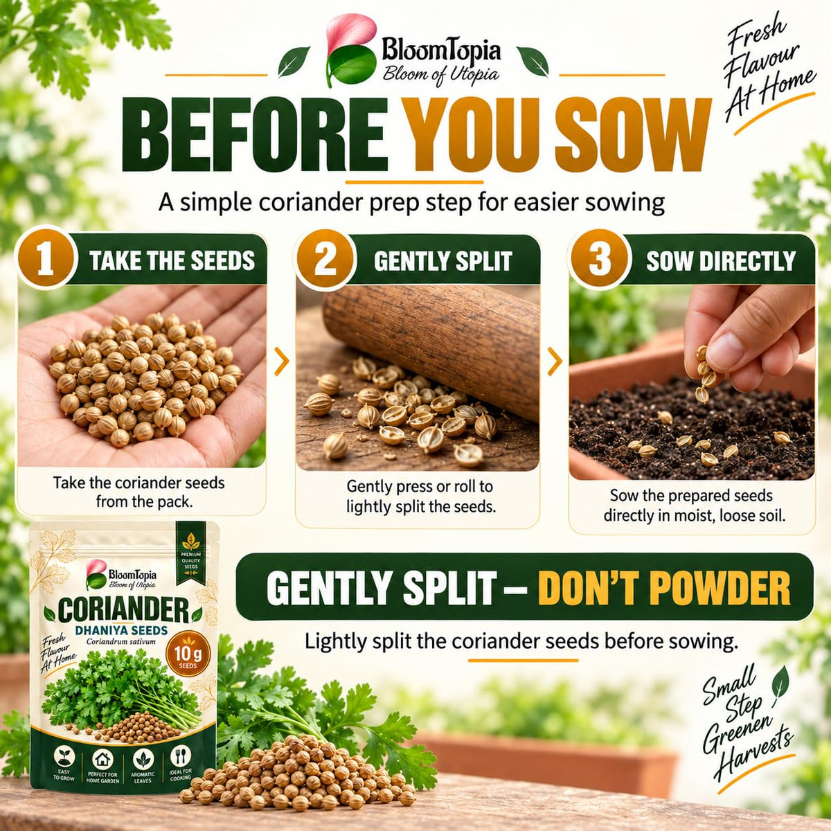 Illustrated coriander seed preparation before direct sowing.