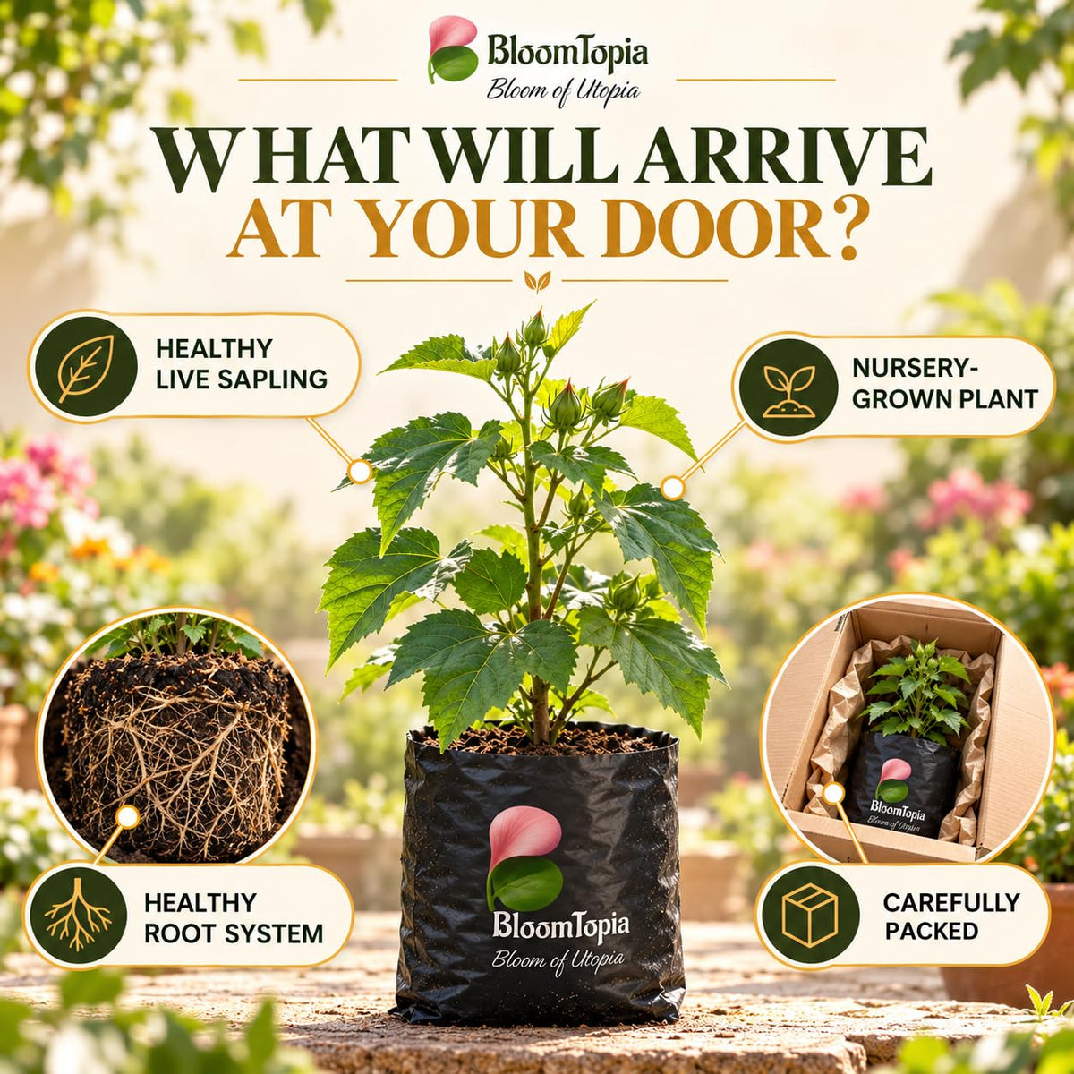 Illustrated plant, root close-ups and pack-presentation panel for Sthalapadma.