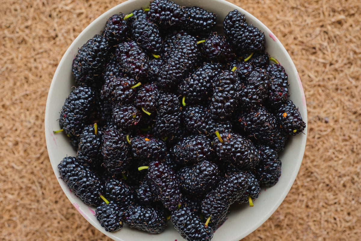 Harvested dark mulberries in a bowl.