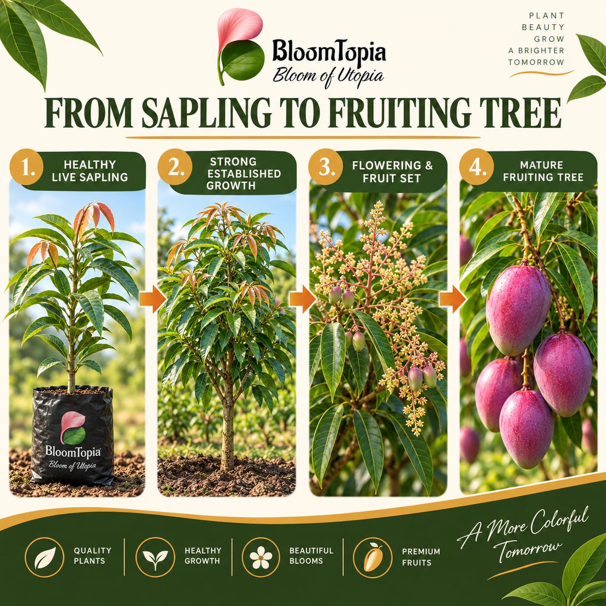 Illustrated growth stages for Miyazaki Mango, from young plant to mature growth.