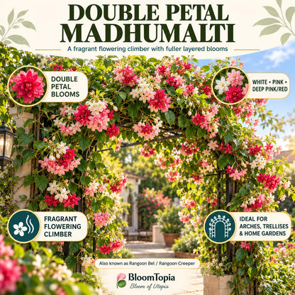 Illustration of mature Double Petal Madhumalti Rangoon Creeper features with variety callouts.