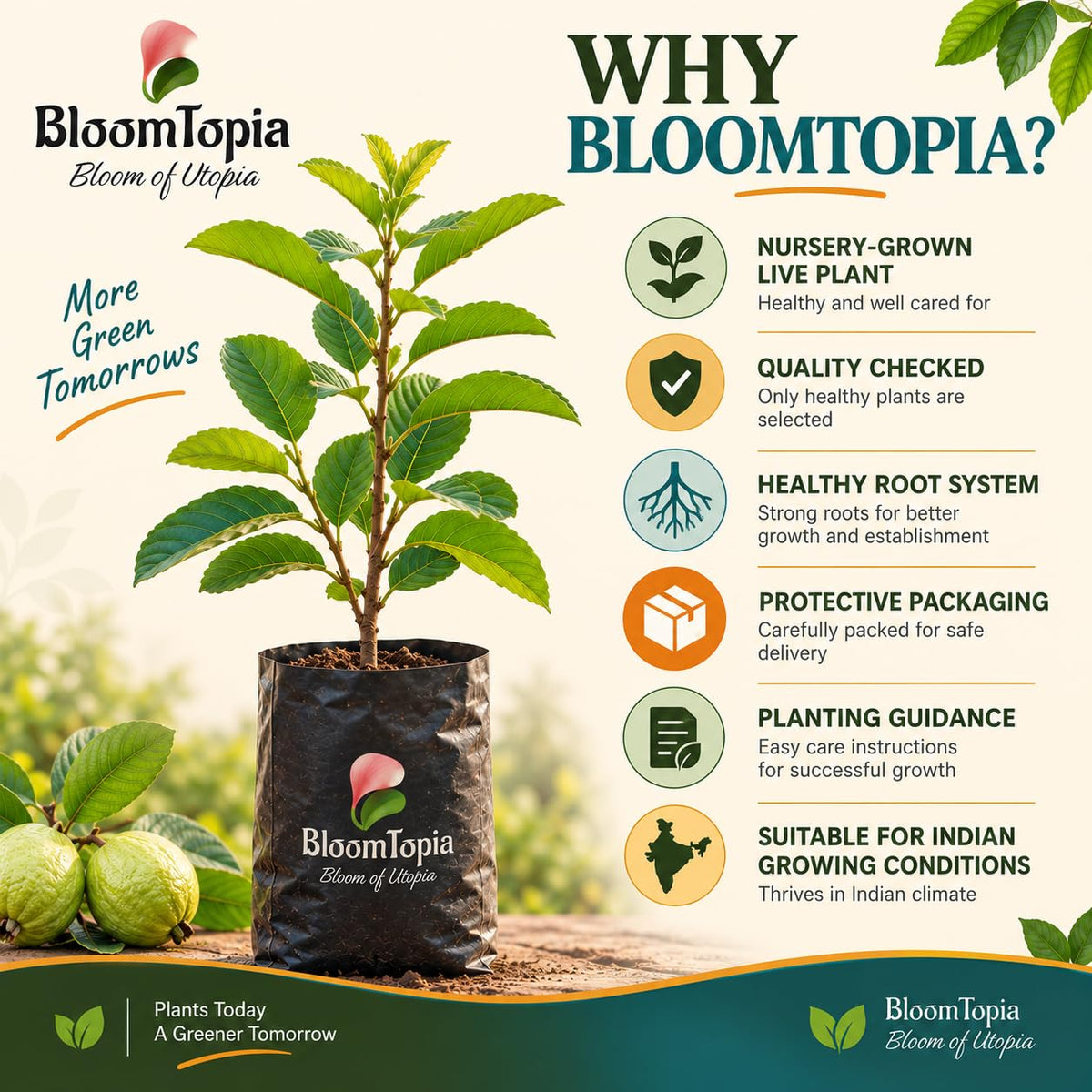 BloomTopia plant-handling and brand-information panel featuring Traditional Green Guava.