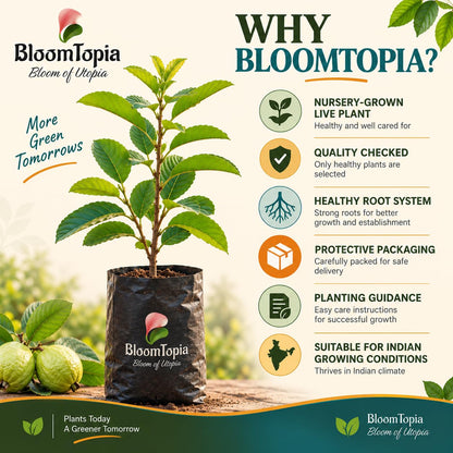 BloomTopia plant-handling and brand-information panel featuring Traditional Green Guava.
