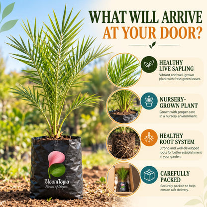 Illustrated plant, root close-ups and pack-presentation panel for Arabian Date Palm.