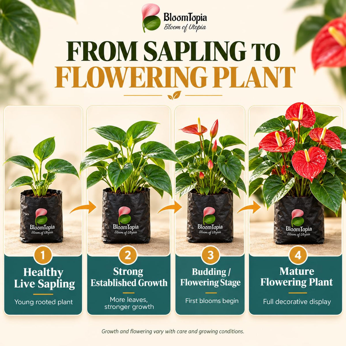 Illustrated growth stages for Anthurium Red, from young plant to mature growth.