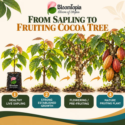 Illustrated growth stages for Cocoa, from young plant to mature growth.