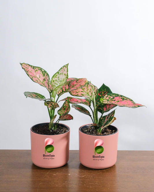 Lipstick Aglaonema plants in small branded pots.