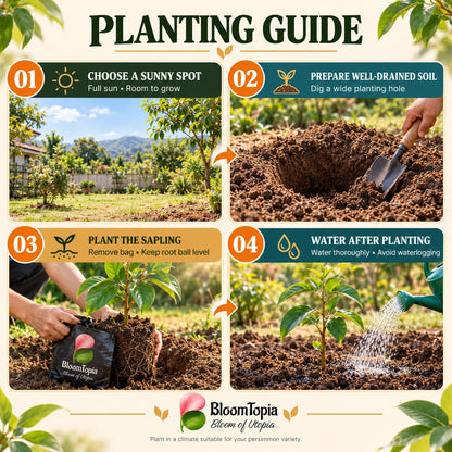 persimmon planting guide.