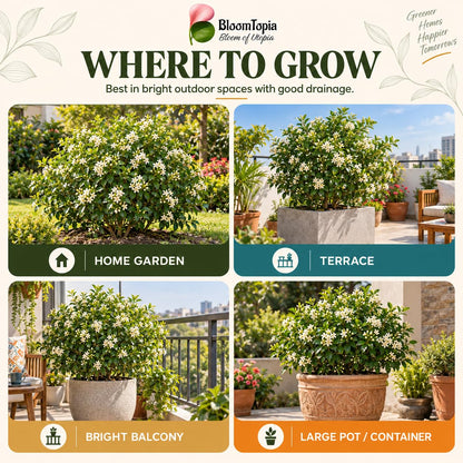 Illustrated growing locations for Madhukamini Fragrant.