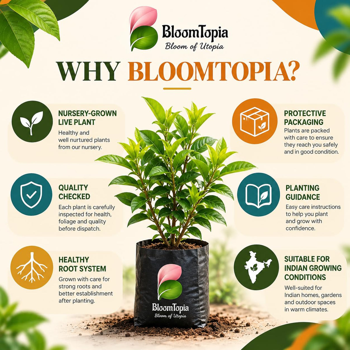 BloomTopia plant-handling and brand-information panel featuring Rangan Ixora.
