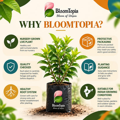 BloomTopia plant-handling and brand-information panel featuring Rangan Ixora.